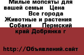 Милые мопсяты для вашей семьи › Цена ­ 20 000 - Все города Животные и растения » Собаки   . Пермский край,Добрянка г.